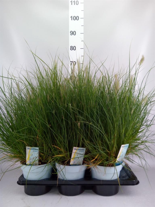 <h4>Pennisetum alopec. 'Little Hameln'</h4>