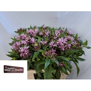 MONARDA BEAUTY COBHA
