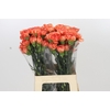 Dianthus St Cowboy