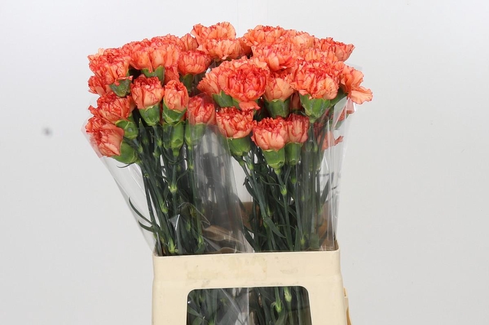 <h4>Dianthus St Cowboy</h4>
