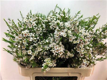 <h4>Chame Un Arbel White</h4>