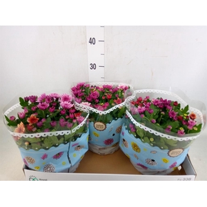 Chrysanthemum  'Mnt Aubisq'  ..mx/p