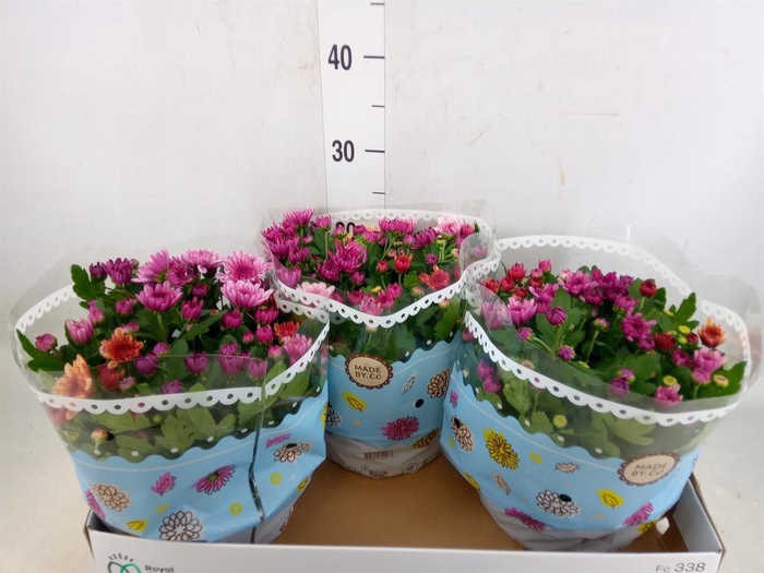 <h4>Chrysanthemum  'Mnt Aubisq'  ..mx/p</h4>