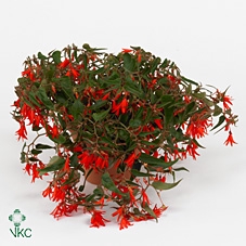 <h4>Begonia tub. Bonfire</h4>