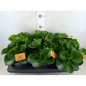 Peperomia obt. 'Green Gold'