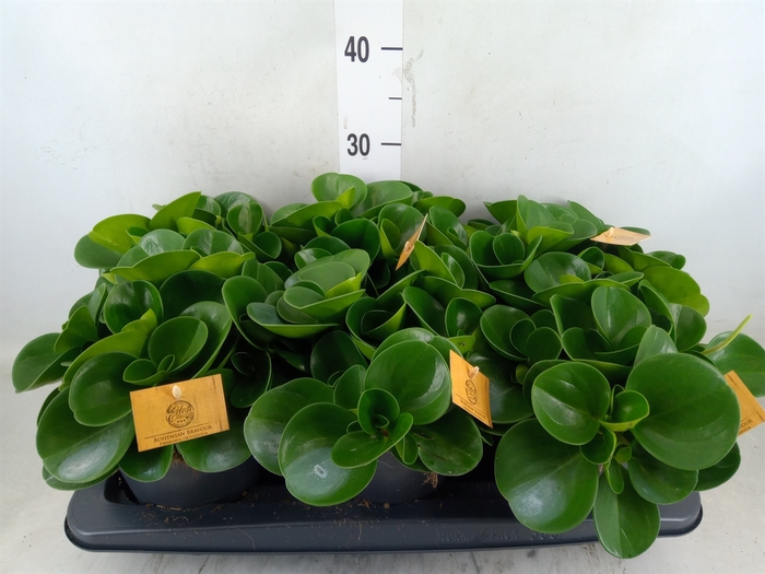 <h4>Peperomia obt. 'Green Gold'</h4>