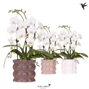 Kolibri Orchids Phalaenopsis Cascade Niagara Fall white 2 spike in Cotton pot sand mix