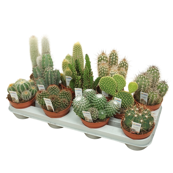 <h4>Cactus mix 10,5 cm met foto etiket</h4>