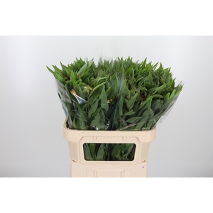 Alstroemeria Dancing Queen 80 Gram