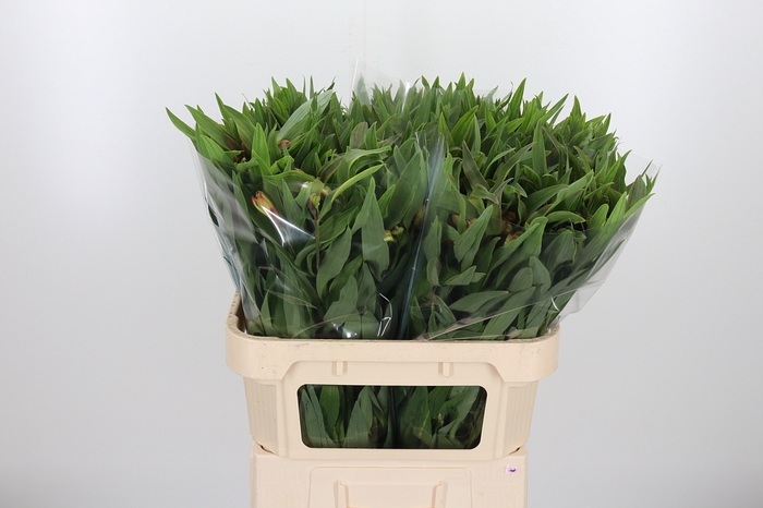 <h4>Alstroemeria Dancing Queen 80 Gram</h4>