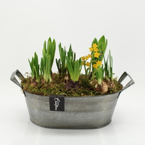 BLCR-2619 Bulbs creations