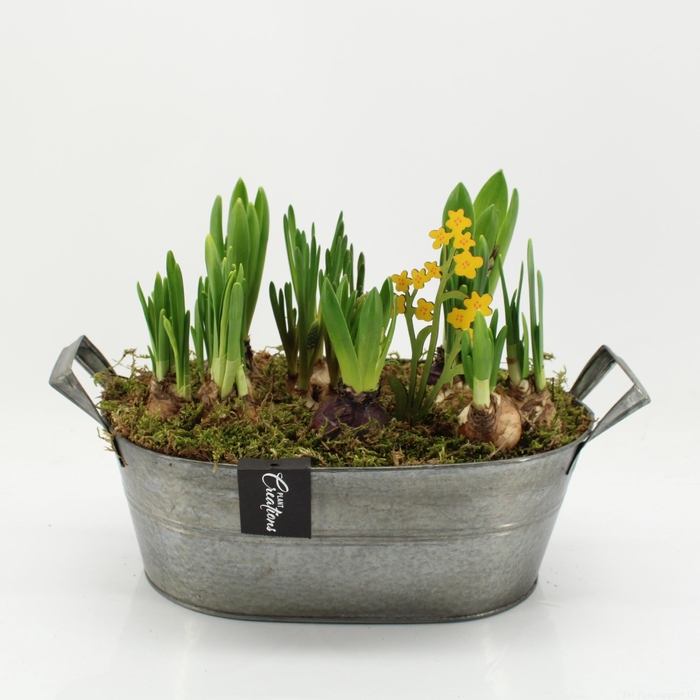 <h4>BLCR-2619 Bulbs creations</h4>