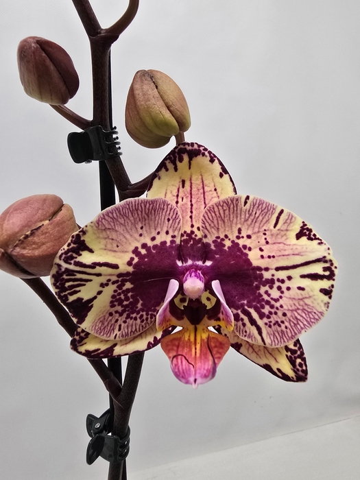 <h4>Limited 69 week 8</h4>