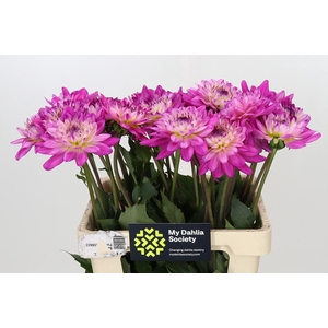 Dahlia Luca Johanna