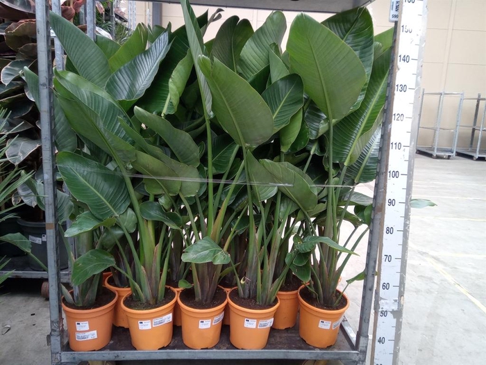 <h4>Strelitzia nicolai</h4>