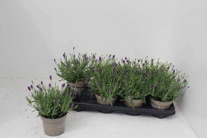 <h4>LAVAN AN ESSENCE PUR</h4>