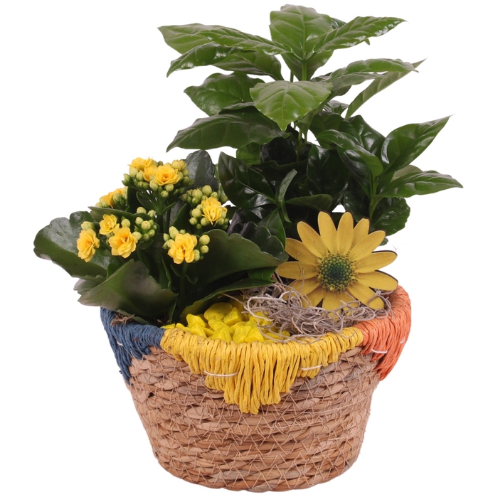 <h4>Opm Summer Arr. Indoor Willow Exotic Vibes</h4>
