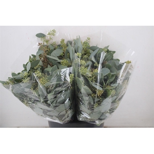 Euca Populus Berry Short 150gr P Bunch