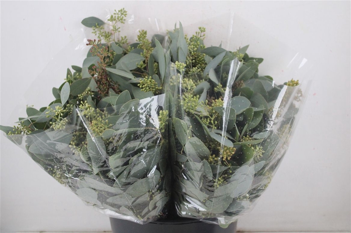 <h4>Euca Populus Berry Short 150gr P Bunch</h4>