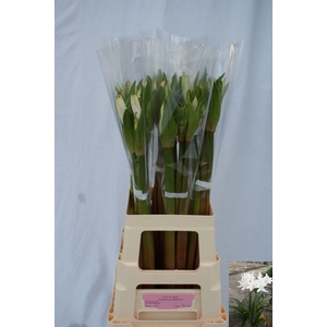 AMARCRINUM