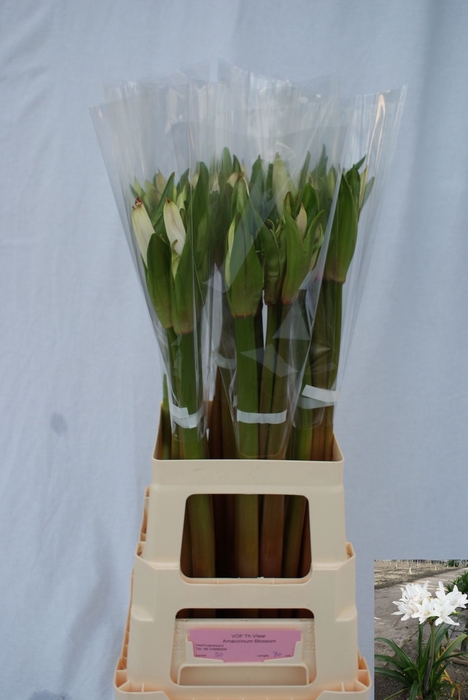 <h4>AMARCRINUM</h4>