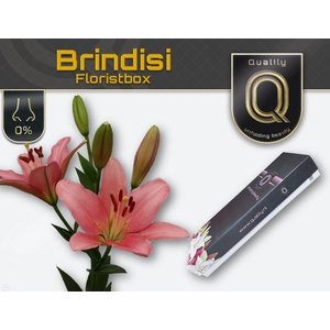 LI LA BRINDISI MAGNUM FLORISTBOX 47+