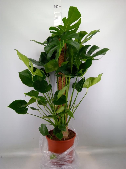 <h4>Monstera delic.</h4>