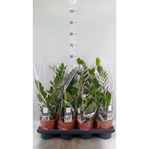 Zamioculcas zamiifolia