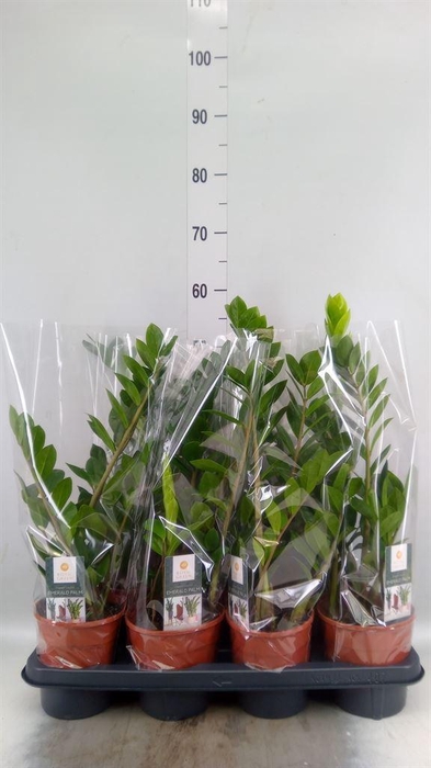 <h4>Zamioculcas zamiifolia</h4>