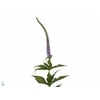 Veronicastrum Vi Apollo
