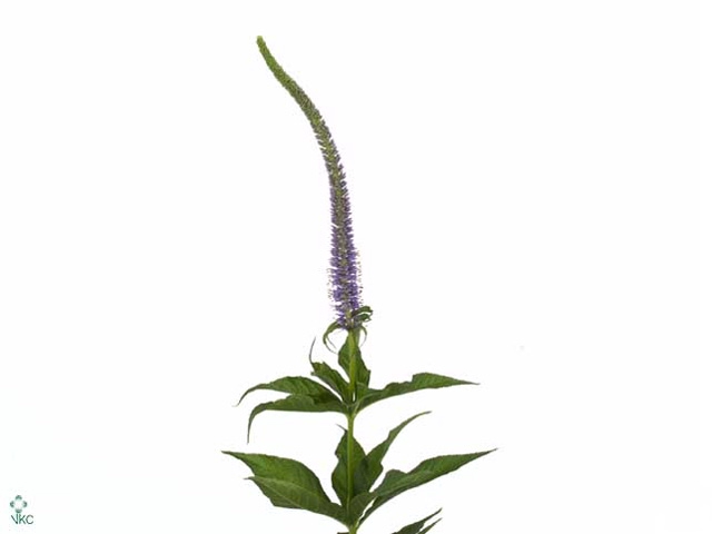 Veronicastrum Vi Apollo