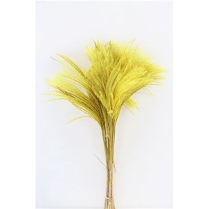 Dried Stipa Feather Yellow P. Stem