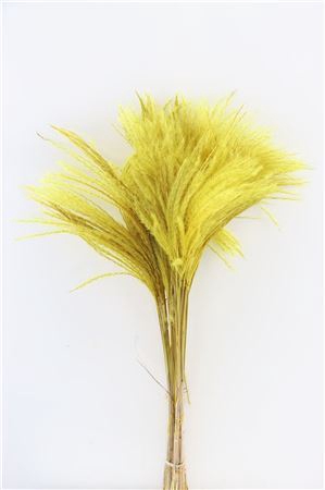 Dried Stipa Feather Yellow P. Stem