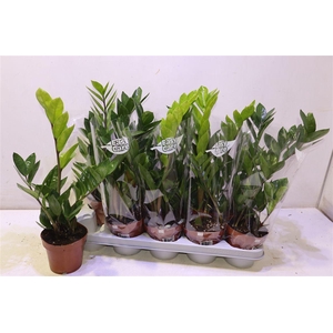 arr8 Zamio Zamiifolia