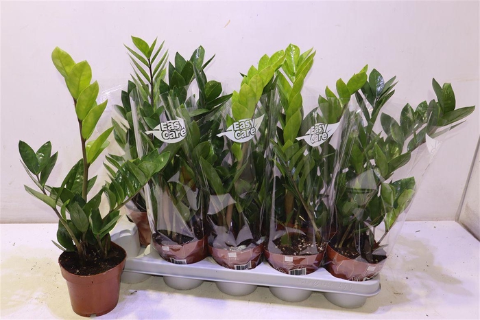 <h4>arr8 Zamio Zamiifolia</h4>