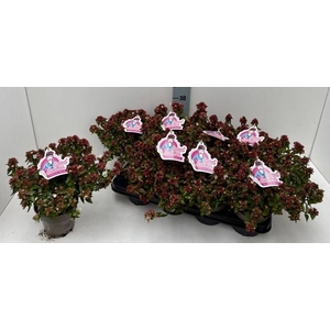 ABEL GRANDIFLORA