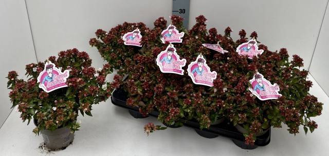 <h4>ABEL GRANDIFLORA</h4>