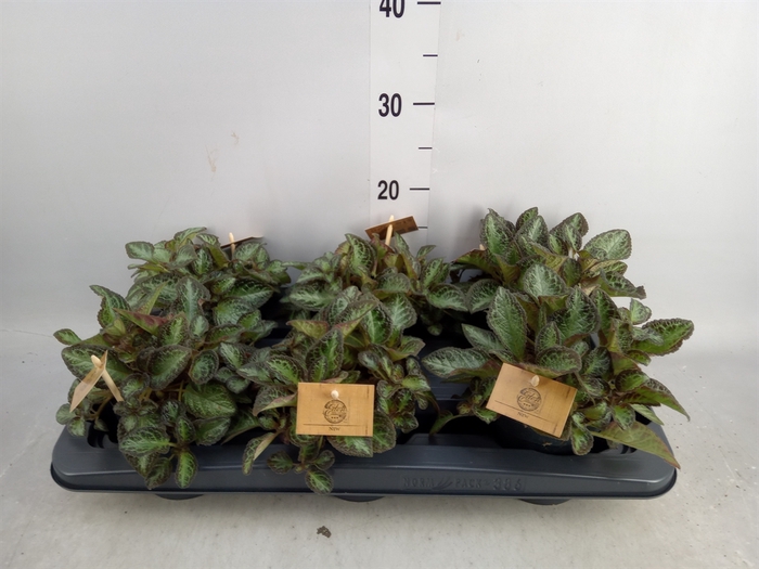 <h4>Episcia   ...</h4>