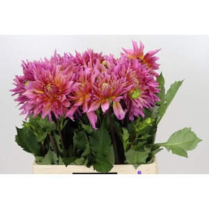 Dahlia Omega