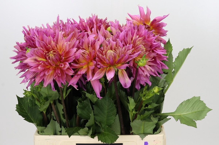 <h4>Dahlia Omega</h4>