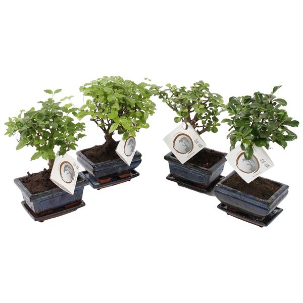 Bonsai Mixed in ø12cm Ceramic with Saucer