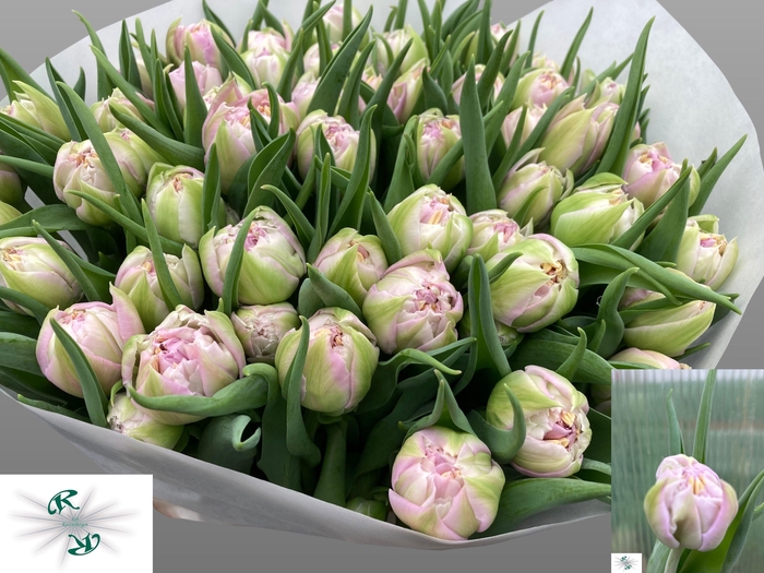 <h4>TU DU FULL PRICE</h4>