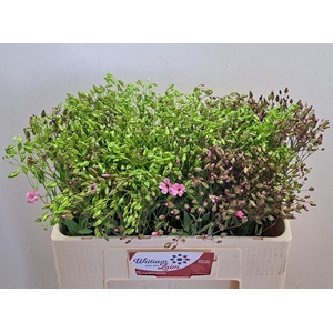 SAPONARIA BS OV WIT