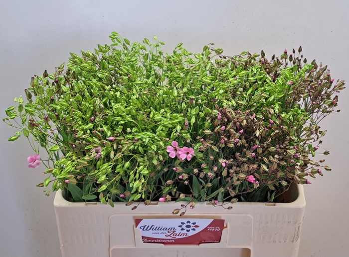 <h4>SAPONARIA BS OV WIT</h4>