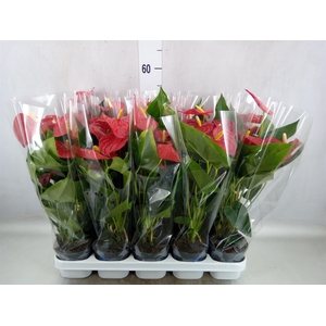 Anthurium andr. 'Karma Red'