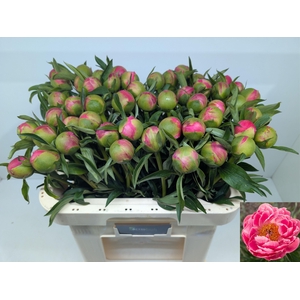 PAEO  CORAL CHARM