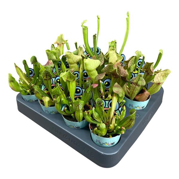 <h4>Sarracenia mix 5,5 cm in Flybye potcover</h4>