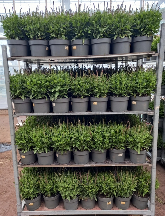 <h4>SALVIA NE OSTFRIESL</h4>