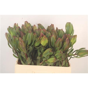 Leucad Laurel Yellow