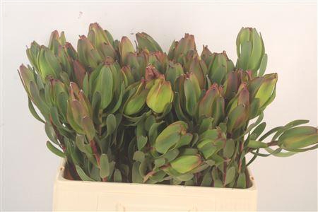 <h4>Leucad Laurel Yellow</h4>